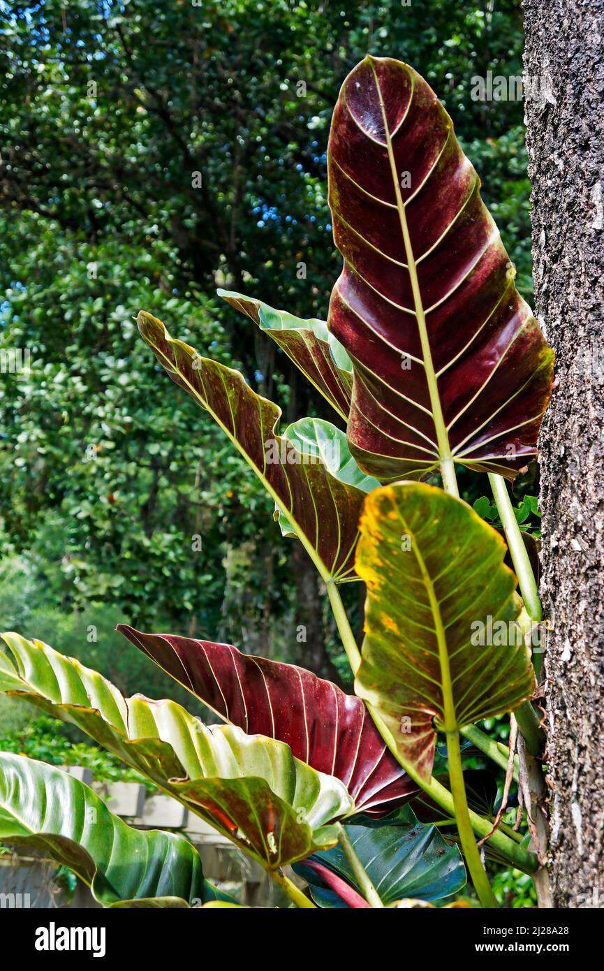 Filodendro su tronco d'albero nella foresta pluviale tropicale Foto Stock