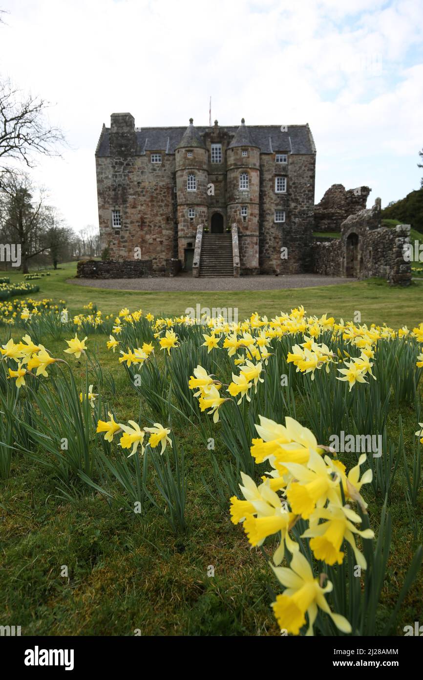 Castello di Rowallan, Ayrshire, Scozia, Regno Unito . Primavera con un campo di narcisi intorno all'antico castello Foto Stock