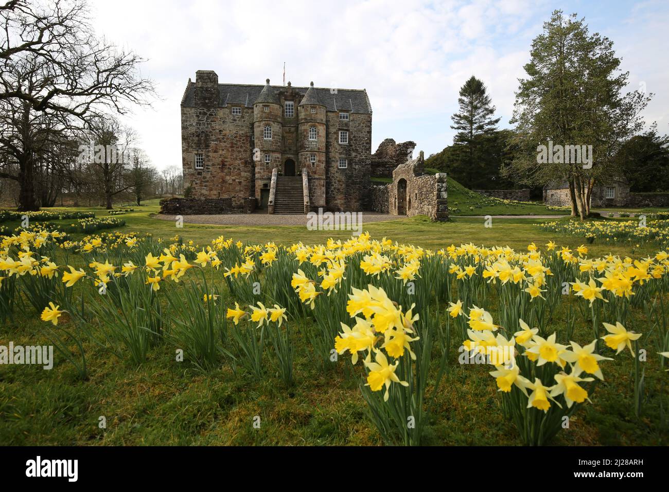 Castello di Rowallan, Ayrshire, Scozia, Regno Unito . Primavera con un campo di narcisi intorno all'antico castello Foto Stock