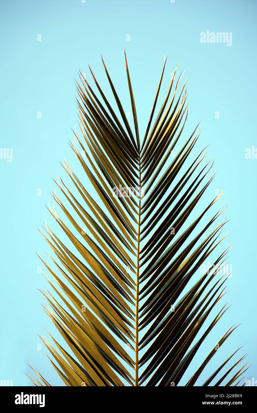 Aghi di colore verde chiaro di un ramo di palma sullo sfondo turchese per una carta da parati estiva Foto Stock