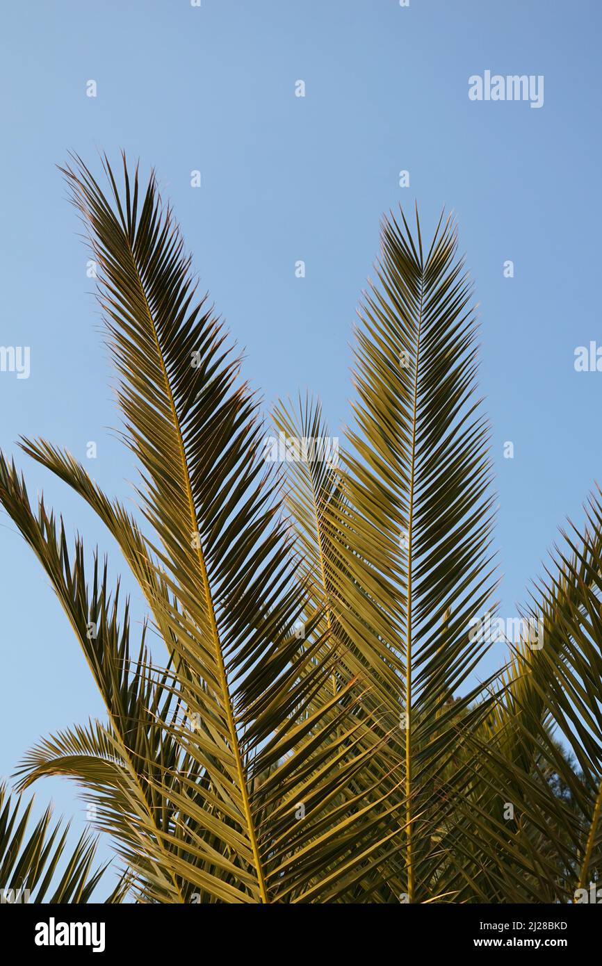 Lungo rami di palma verde bruscamente della palma mediterranea sullo sfondo blu del cielo Foto Stock