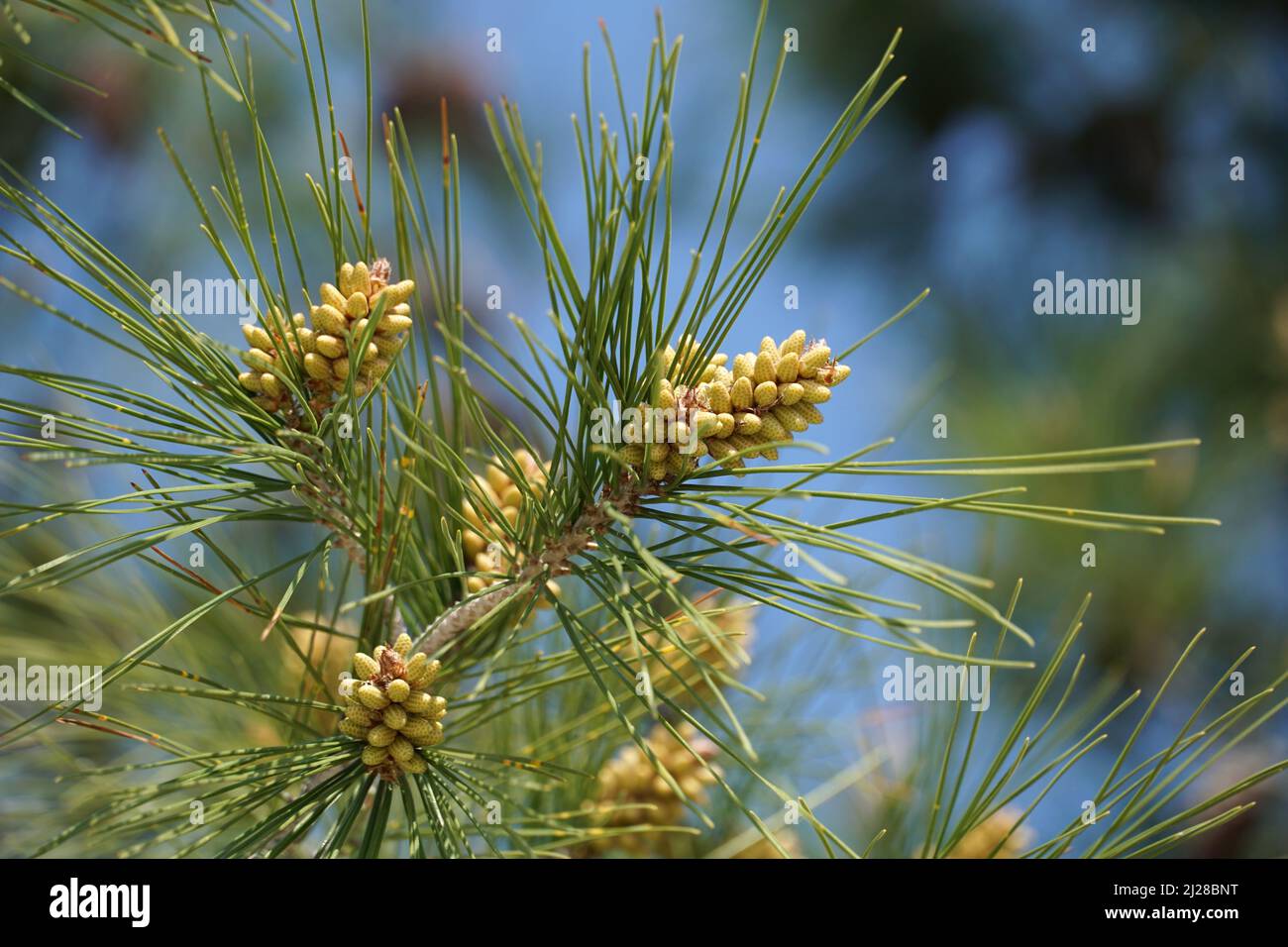 Piccoli germogli di pino tra aghi di pino sul ramo del pino in primavera Foto Stock