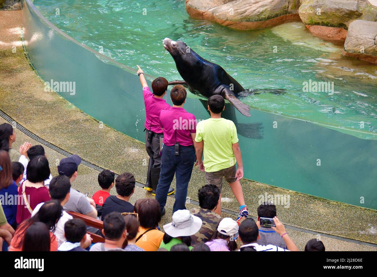 Spettacolo di leoni marini, Giardini Zoologici di Singapore o Zoo Mandai, Singapore, Asia sudorientale Foto Stock