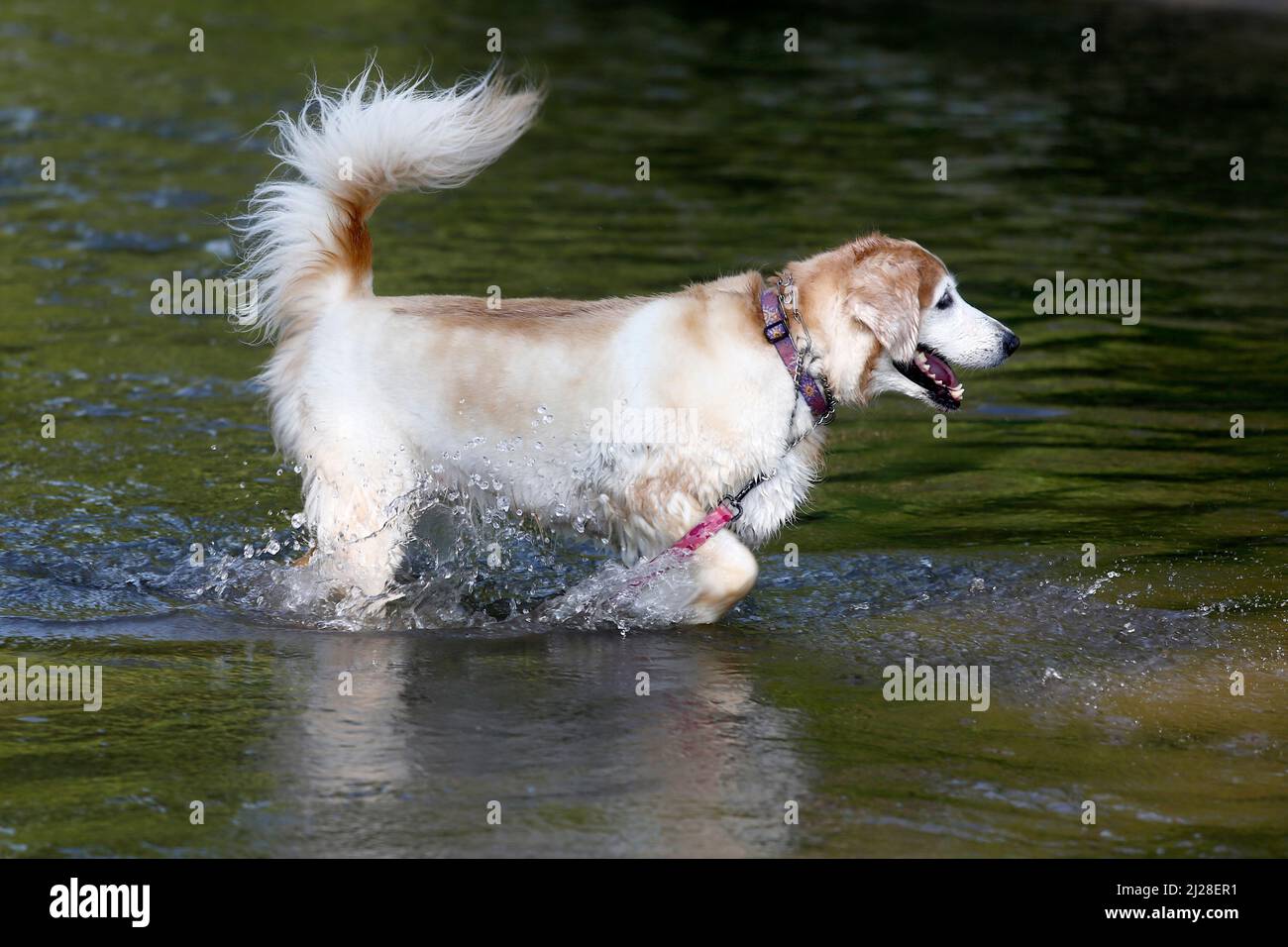 Un cane spruzza felicemente attraverso un torrente. Foto Stock