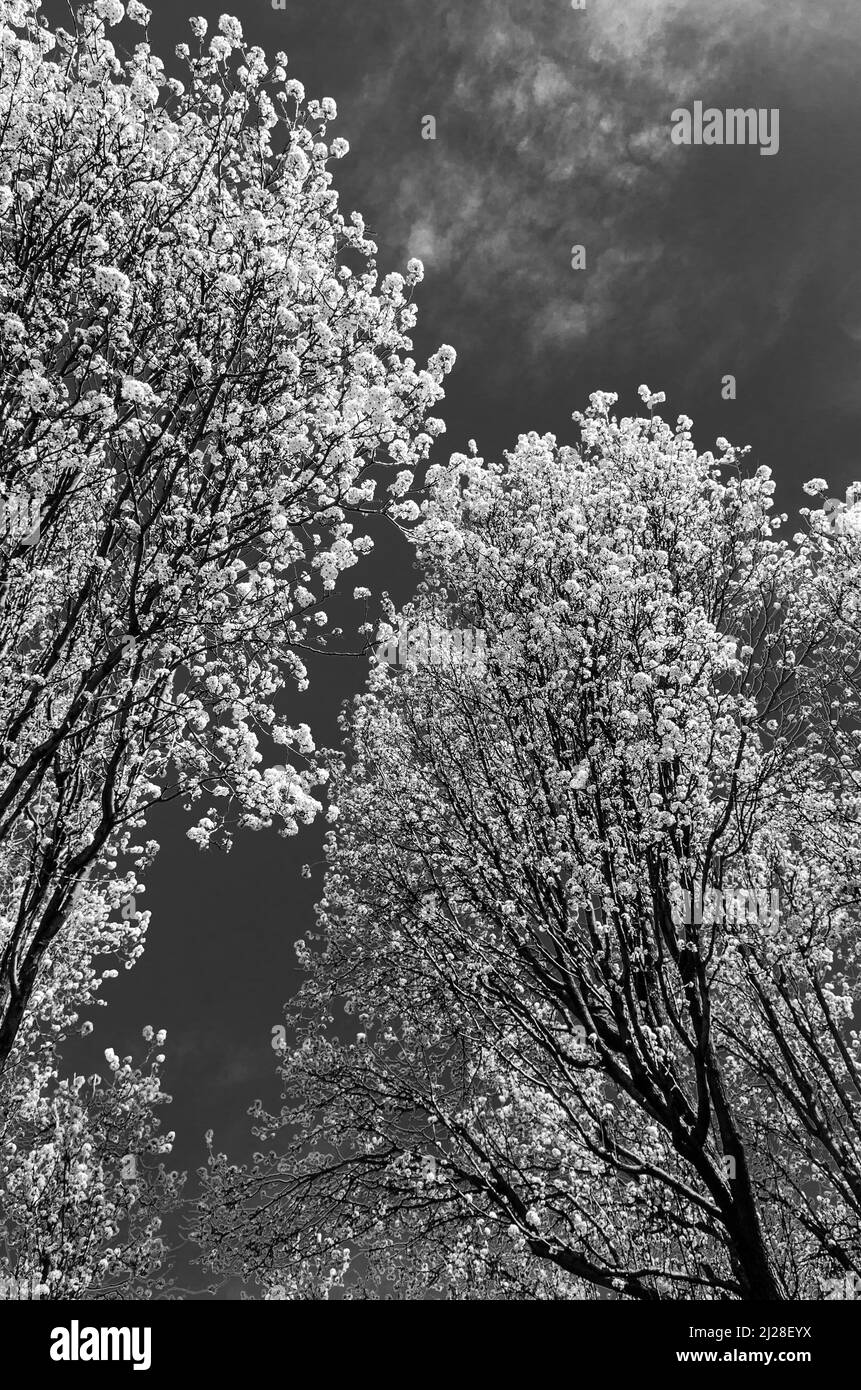 Un'immagine verticale in scala di grigi di alberi di pero della galleria su uno sfondo di cielo nuvoloso Foto Stock