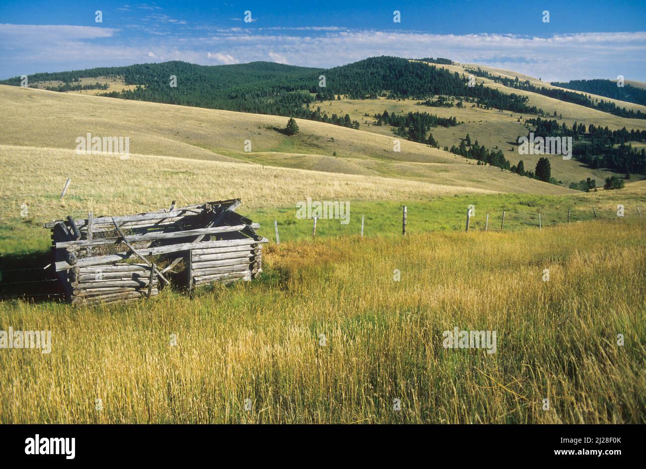 MT: Granito County, Lolo National Forest, Rock Creek Valley, abbandonato, capanno senza tetto in ampie praterie Foto Stock