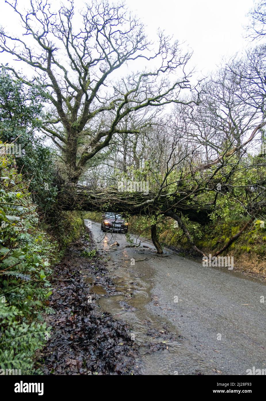 Regno Unito, Inghilterra, Devonshire. Un albero di quercia caduto che blocca una corsia dopo un forte vento di tempesta lo ha soffiato sopra. Foto Stock
