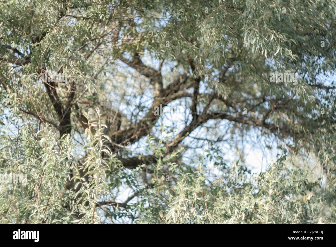 Paesaggio con Loch albero d'argento. Verde chiaro stretto dell'Elaeagnus angustifolia. Olive selvatiche d'argento per posta, carta da parati, cartolina, poster, banner Foto Stock