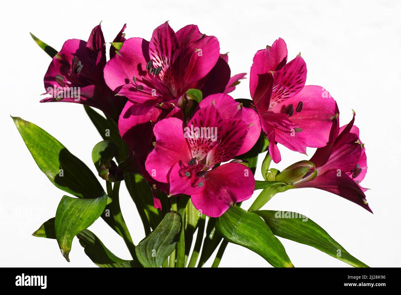 Primo piano fiori rossi viola di giglio peruviano, giglio degli Incas (Alstroemeria) isolato su uno sfondo bianco. Paesi Bassi. Foto Stock