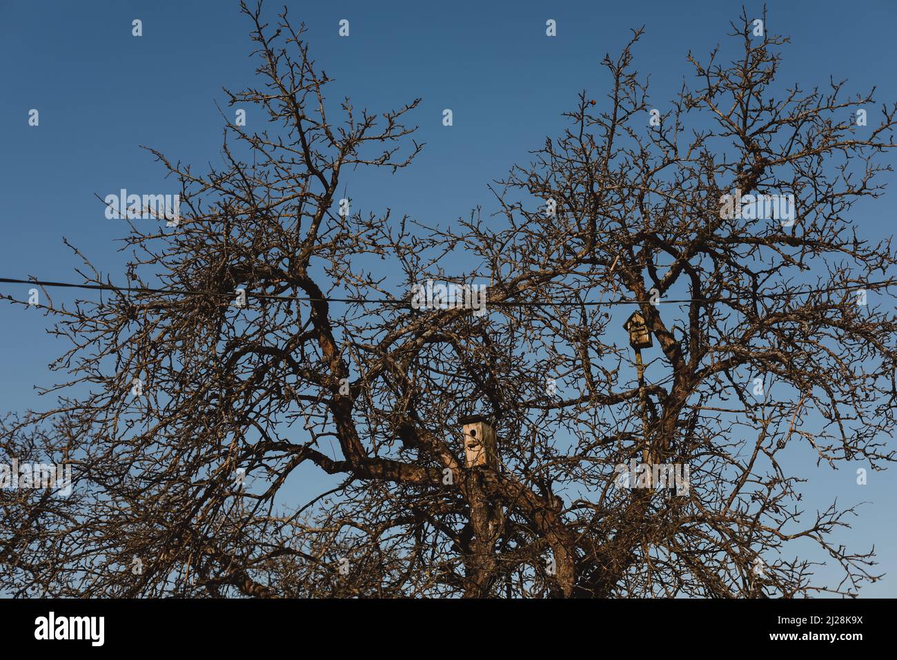 birdhouses su albero. Piccole case di legno per gli uccelli appendere alto su albero in foresta in primavera Foto Stock