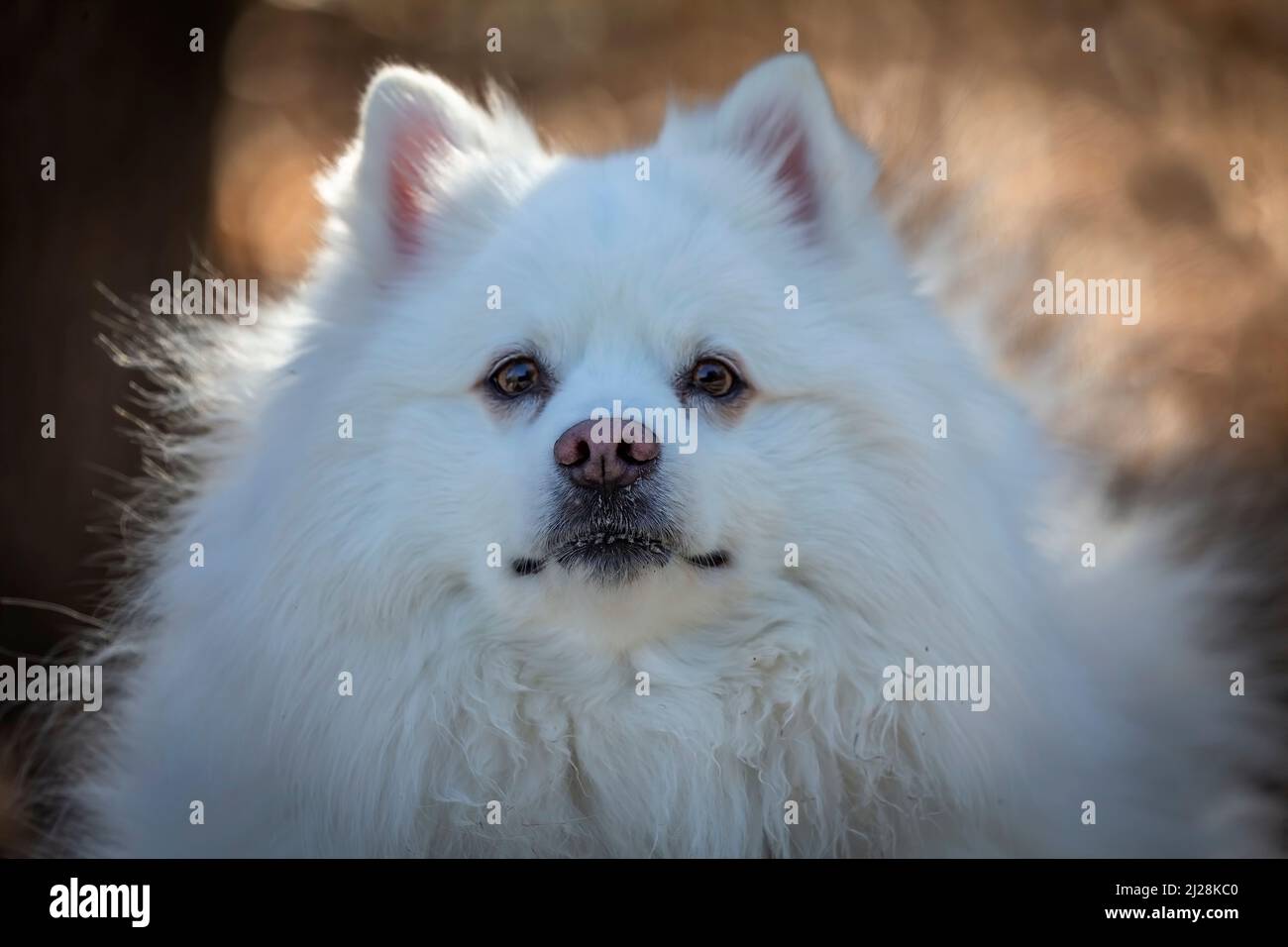 Lo Spitz giapponese è un cane di piccola o media razza del tipo Spitz. Foto Stock