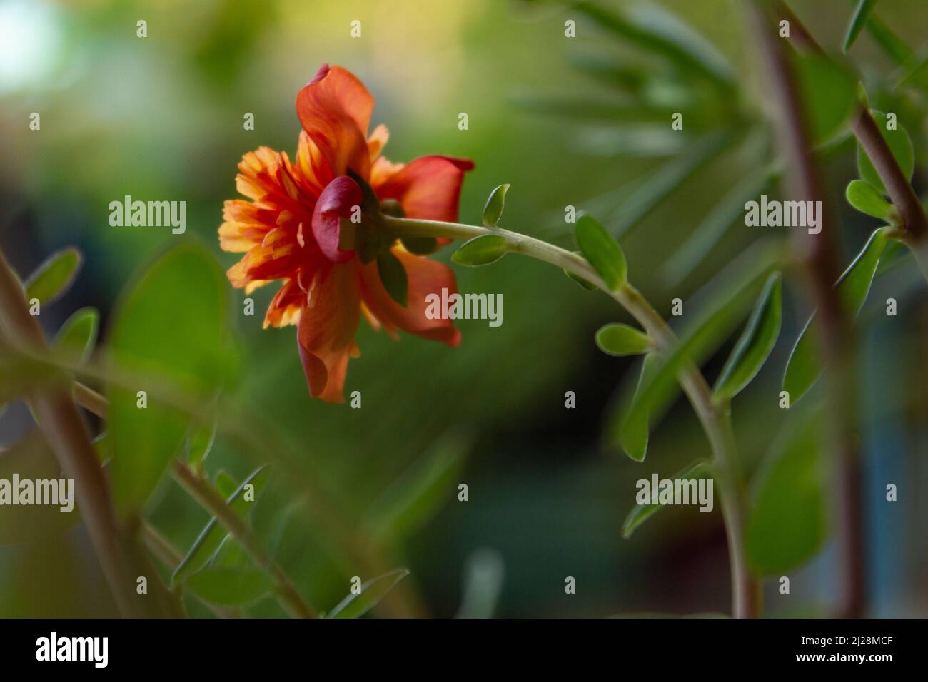 Goiânia, Goias, Brasile – 30 marzo 2022: Un fiore aperto con foglie in una pianta in vaso. Portulaca grandiflora. Foto Stock