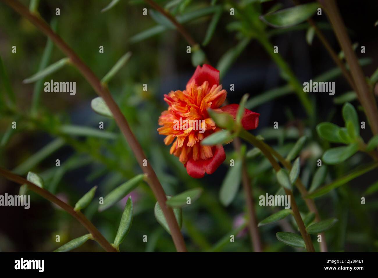 Goiânia, Goias, Brasile – 30 marzo 2022: Un fiore aperto con foglie in una pianta in vaso. Portulaca grandiflora. Foto Stock