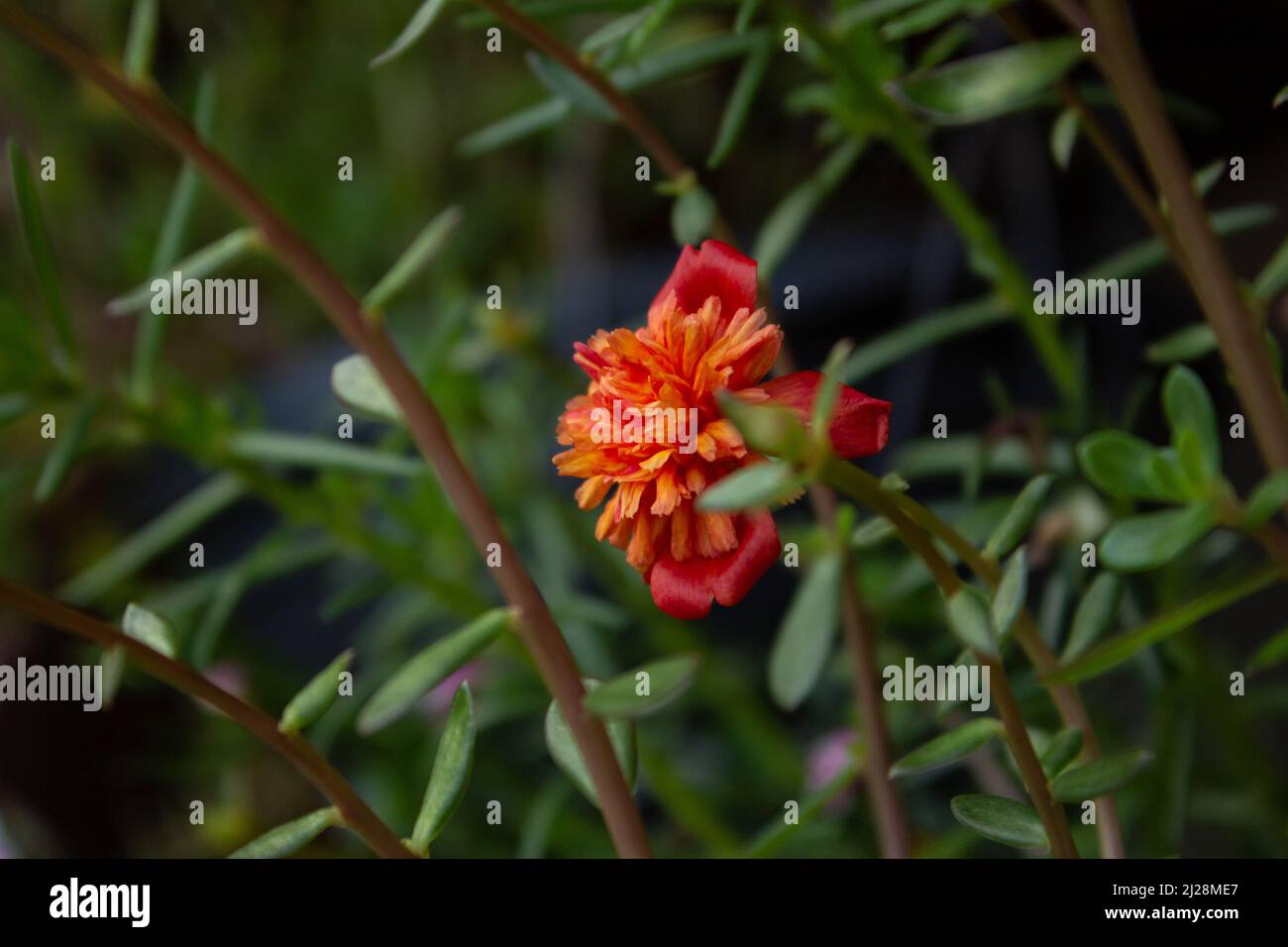 Goiânia, Goias, Brasile – 30 marzo 2022: Un fiore aperto con foglie in una pianta in vaso. Portulaca grandiflora. Foto Stock