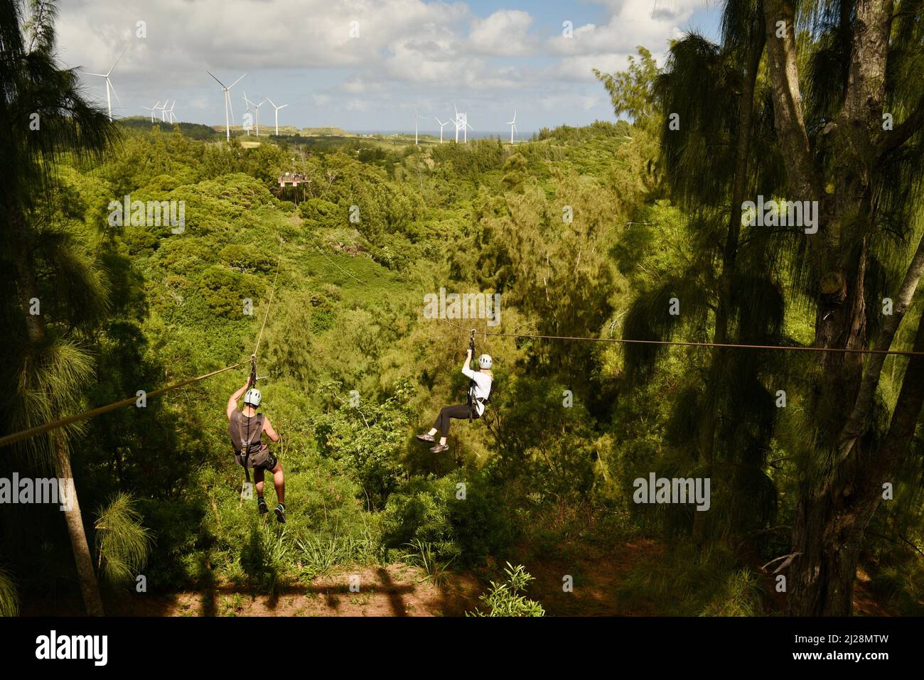 I partecipanti del tour scivolano lungo la zipline da una piattaforma di legno sopraelevata su alberi tropicali della giungla, Arrampicata Keana Farms, North Shore, Kahuku, HI, USA Foto Stock