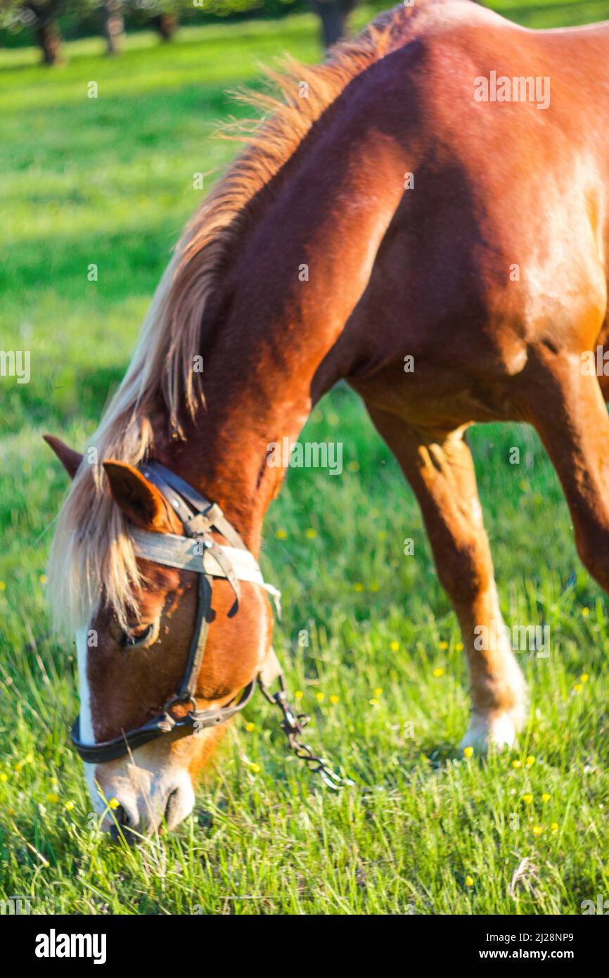 Defocus bel cavallo rosso pascolo in un prato in primavera. La natura fiorisce sfondo. Cavallo che mangia erba. Verticale. Primo piano. Fuori fuoco. Foto Stock