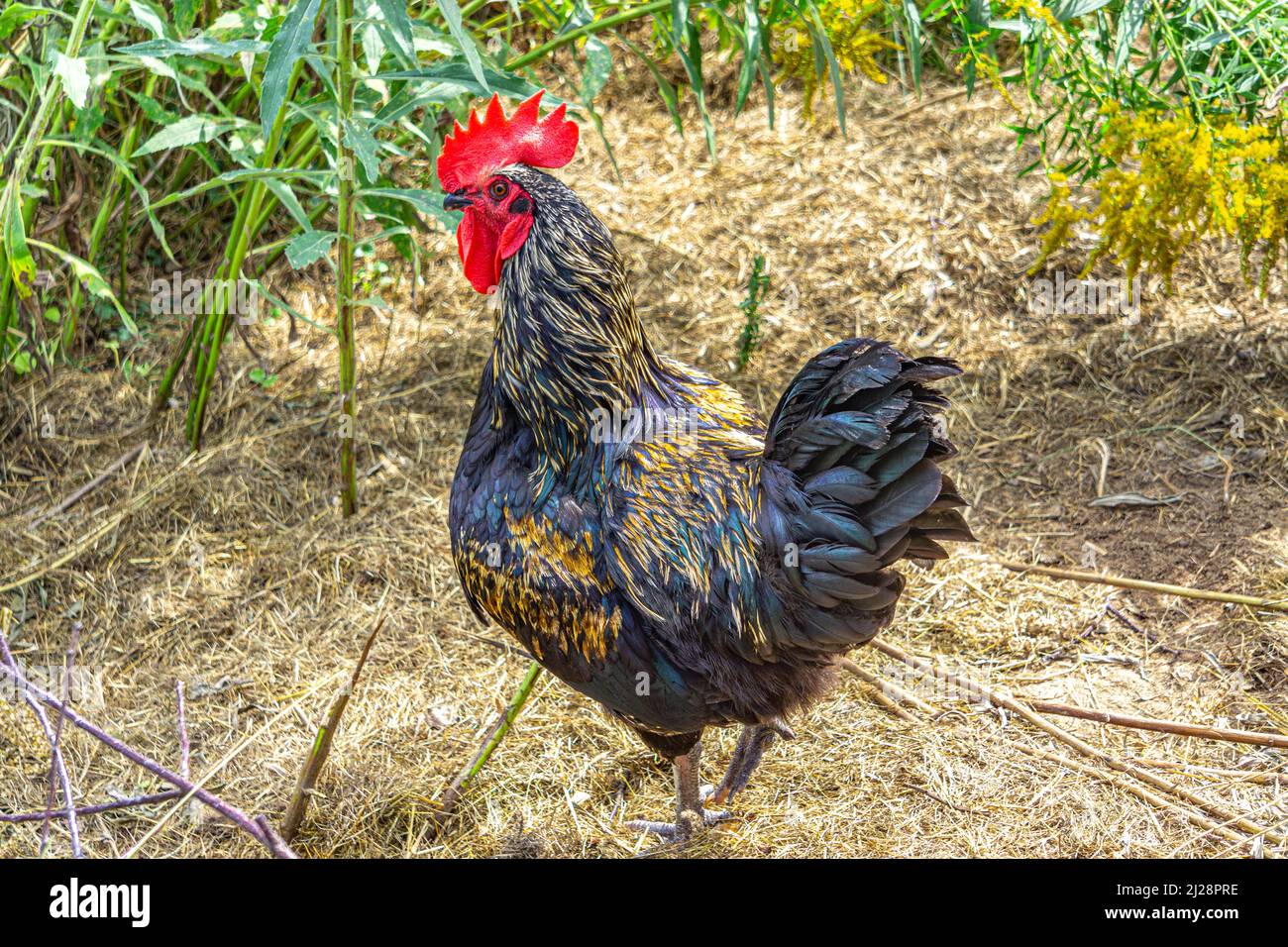 Un primo piano di un grande gallo in una fattoria nel bel mezzo della giornata Foto Stock