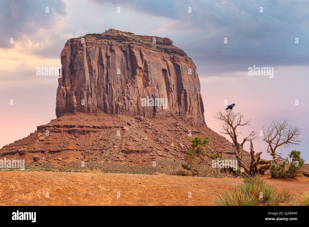 Vista di Elephant Butte AKA Merrick Butte e un corvo su un albero nella Monument Valley, Arizona. Foto Stock