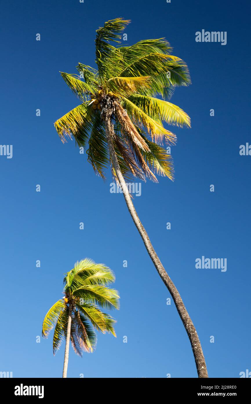 Palme a Mo'orea, Polinesia francese Foto Stock