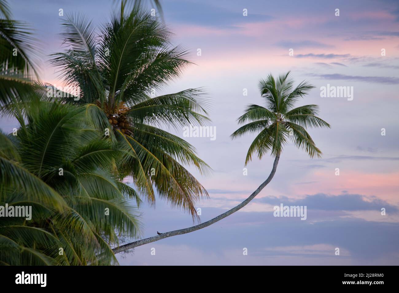 Palme a Mo'orea, Polinesia francese Foto Stock