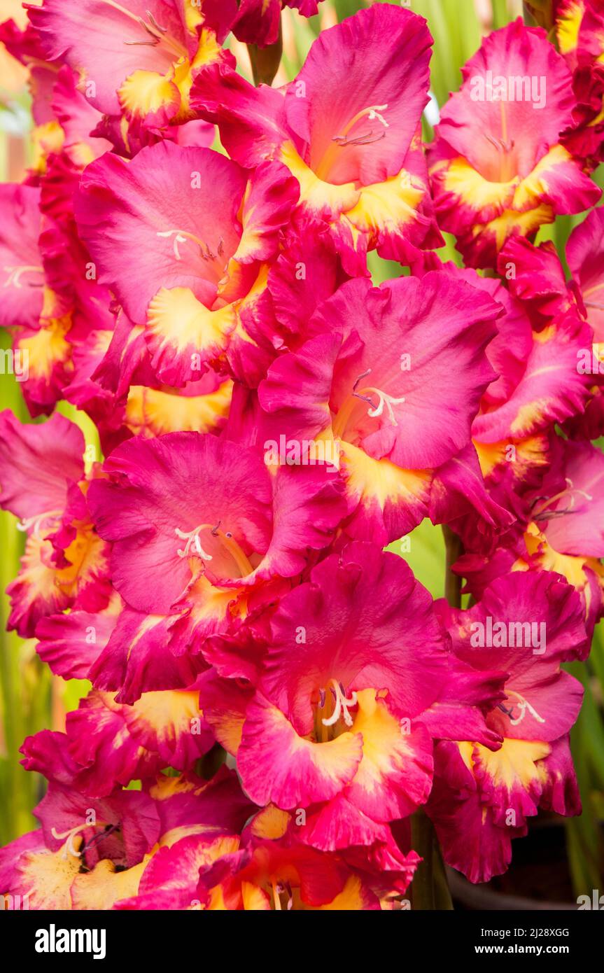Primo piano di grandi fiori rossi e gialli di Gladiolus Stereo un'estate fioritura cormoso perenne che è mezzo hardy Foto Stock