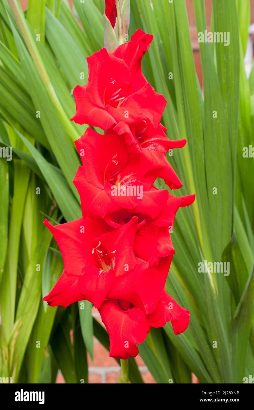 Primo piano di grandi fiori rossi di Gladiolus Rosso floreale su sfondo di foglie un'estate fioritura cormo perenne che è mezzo hardy Foto Stock