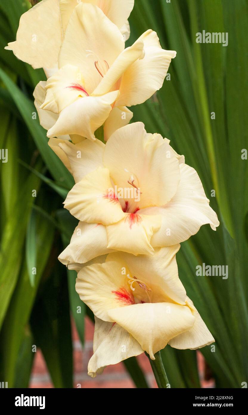 Primo piano di grandi fiori gialli e rossi di Gladiolus Albandeira sullo sfondo di foglie un'estate fioritura cormo perenne che è mezzo hardy Foto Stock