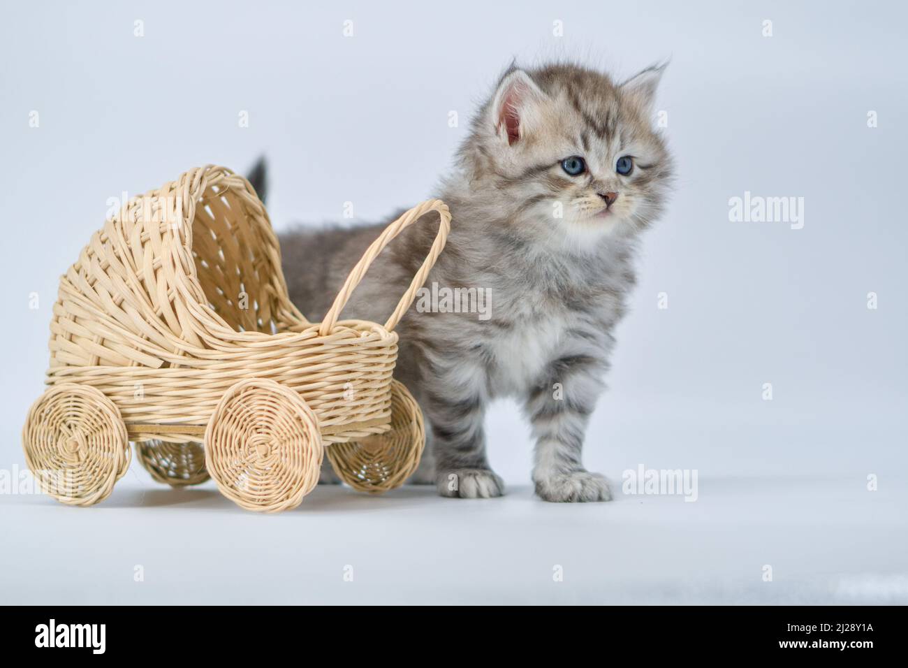 Gattino siberiano su sfondo bianco con passeggino Foto Stock