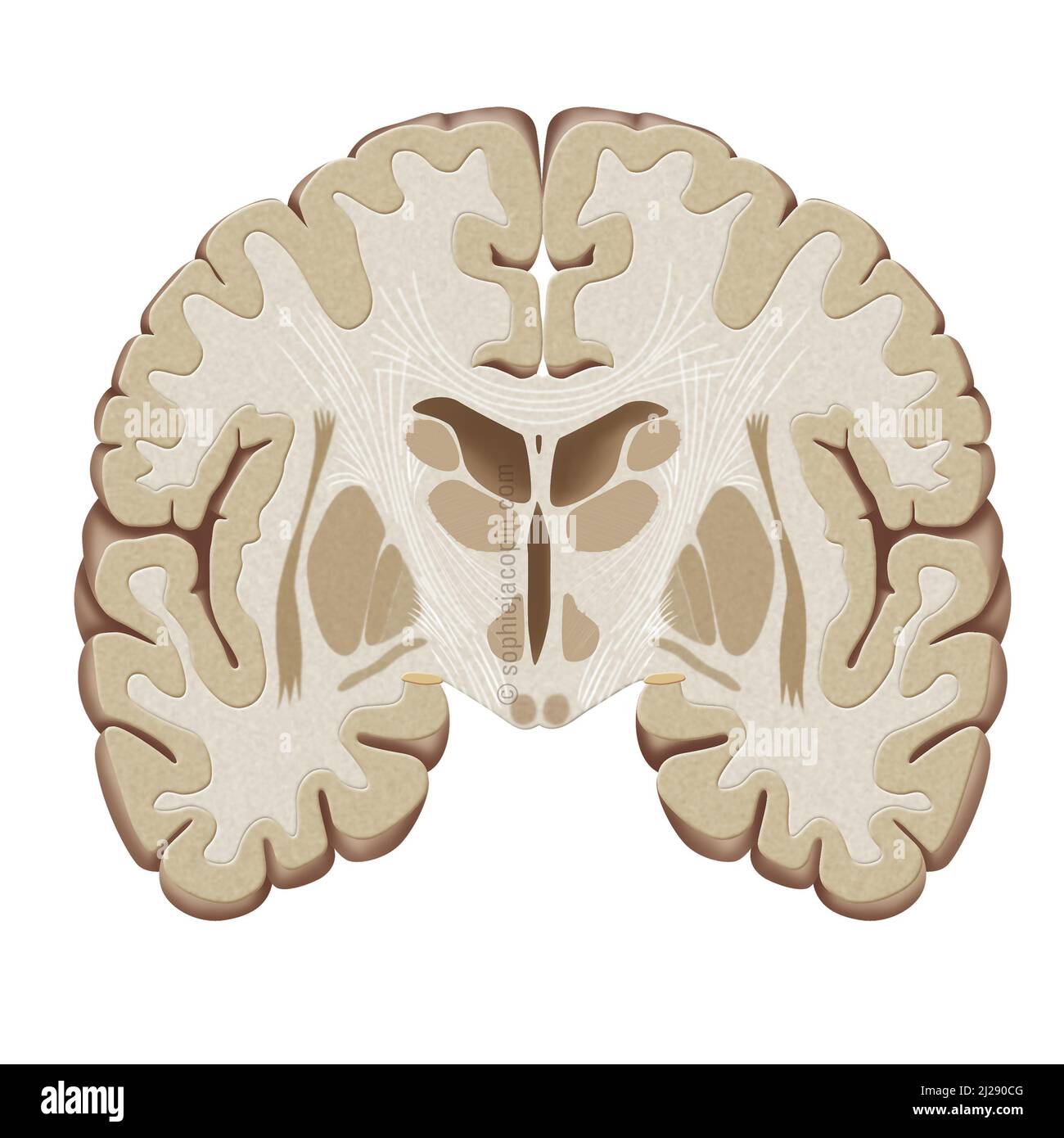 Taglio cerebrale frontale Foto Stock