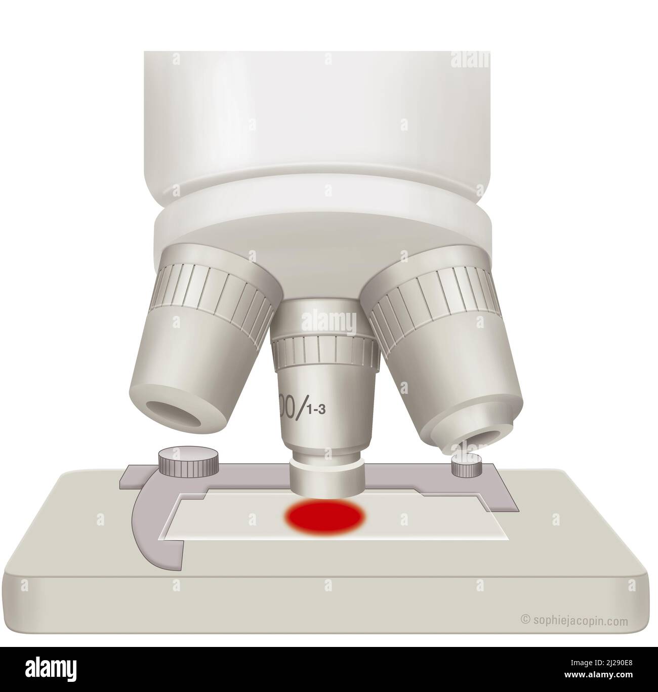 Analisi del sangue al microscopio Foto Stock