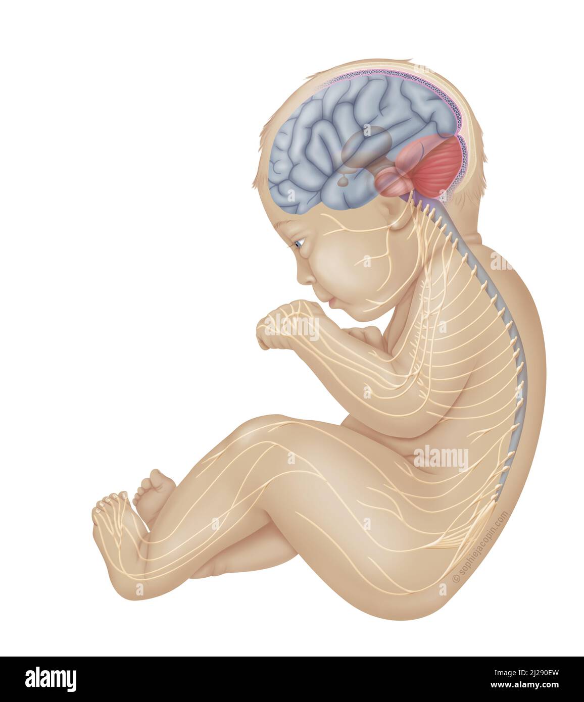 Sistema nervoso infantile ( Foto Stock