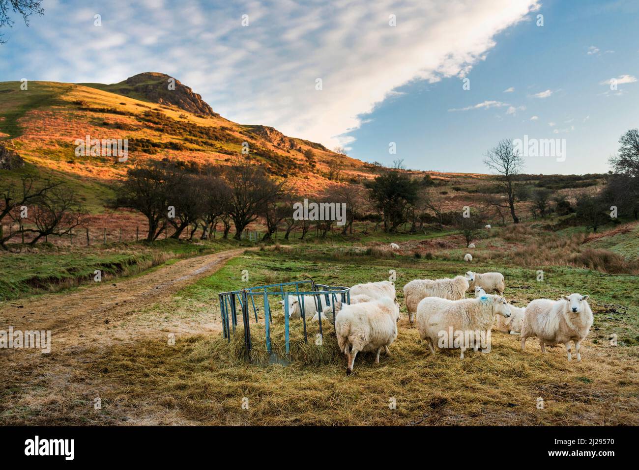 Pecora con agnelli, alimentando da fieno e paglia lasciata dal coltivatore,al lato di un percorso di fattoria usato dagli escursionisti che dirigono per il landm prominente dello Shropshire Foto Stock