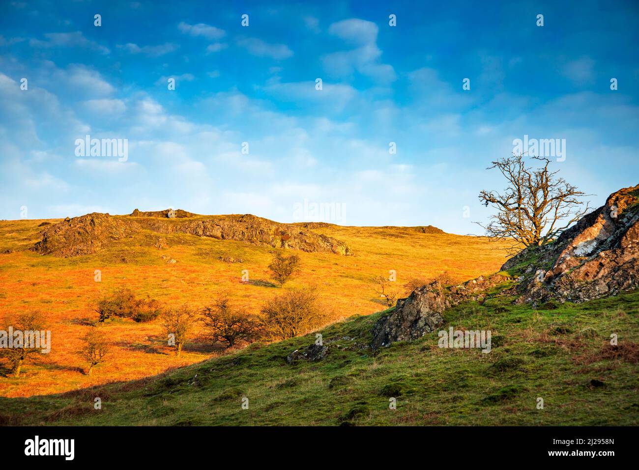All'alba con luce solare satura e calda d'inverno e cielo blu, con un albero senza foglie che cresce vicino alle rocce in primo piano e lungo Mynd sullo sfondo. Foto Stock