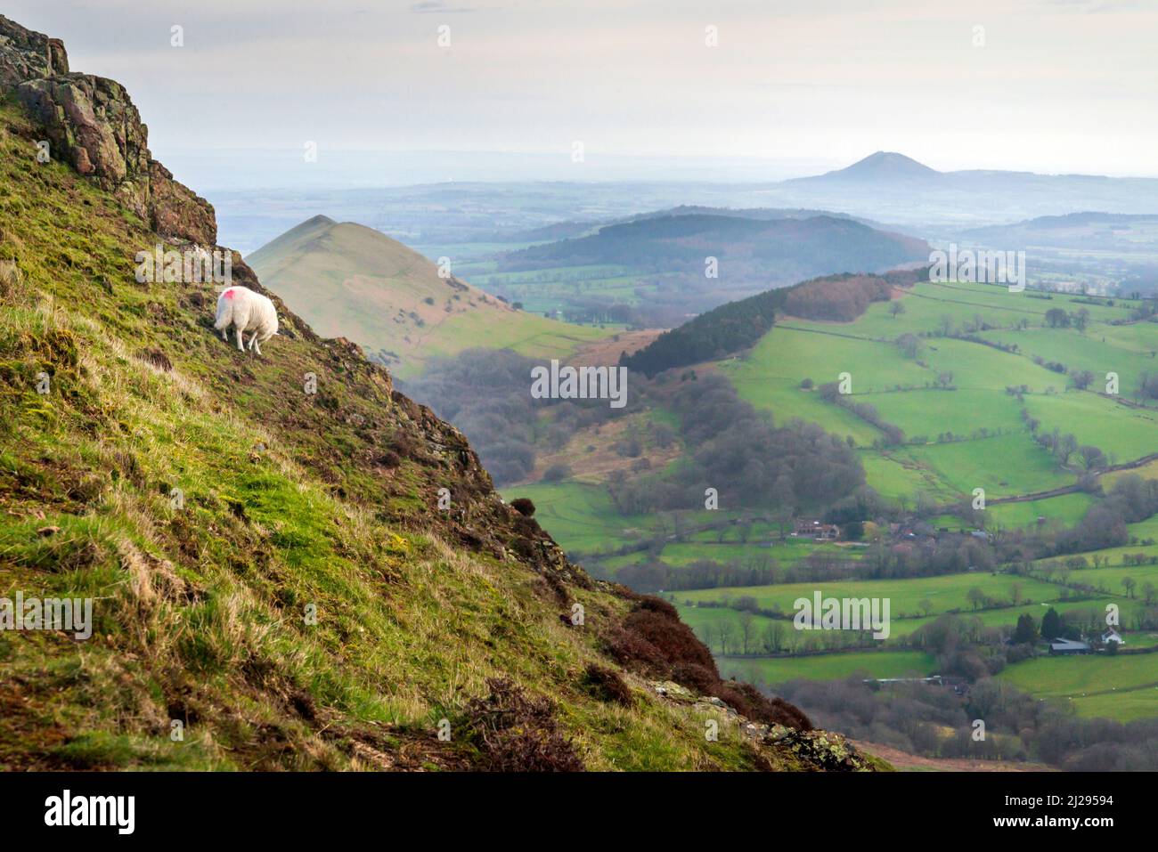 Un solo agnello al mattino presto, nutrendo sulla collina erbosa, rocciosa, al mattino presto contro una vista della campagna e colline distanti. Foto Stock
