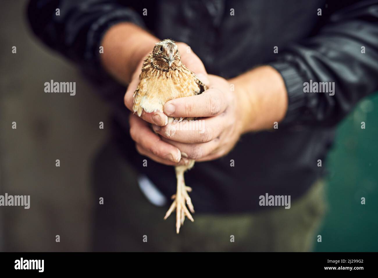 Finalmente ti ha preso. Sparato di una persona irriconoscibile mani che tengono un pollo fuori su una fattoria durante il giorno. Foto Stock