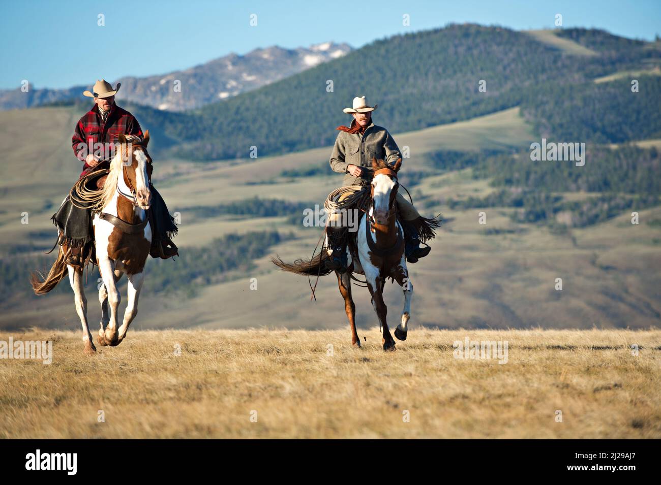 Due bei cowboy a cavallo nel Wyoming. I cowboys che cavalcano i cavalli di vernice americani. Wyoming, Stati Uniti Foto Stock