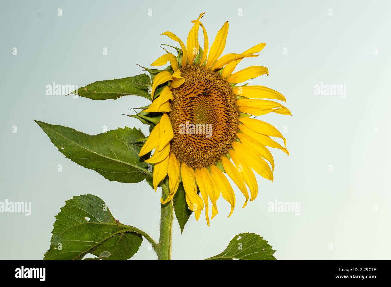 I girasoli prosperano in pieno sole e terreno umido e ben drenato. Foto Stock