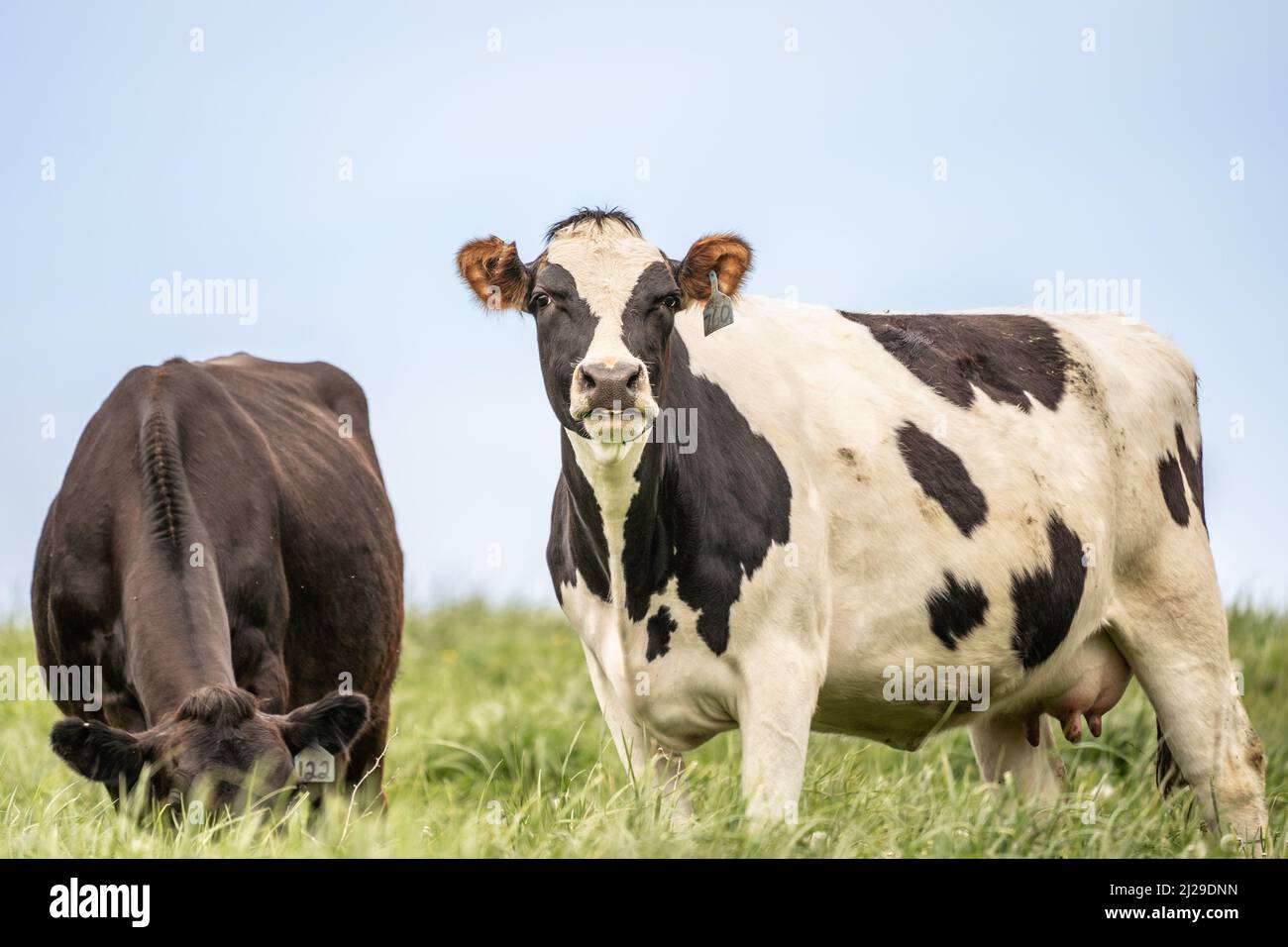 Holistein Cow bianco e nero in prato pascolo con cielo blu sfondo. Foto Stock