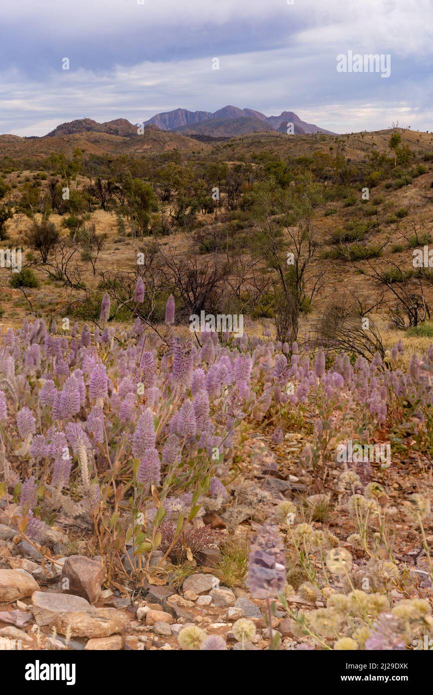 fiori selvatici con mt sonder in lontananza a tjoritja - parco nazionale macdonnell ovest del territorio settentrionale Foto Stock