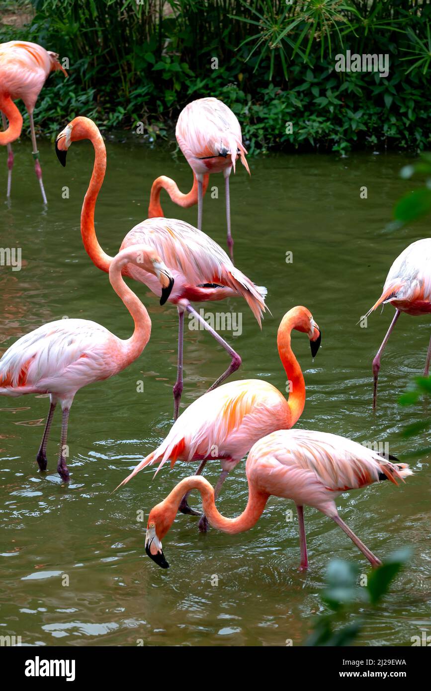 I fenicotteri nel parco safari dell'isola di Phu Quoc, Vietnam Foto Stock