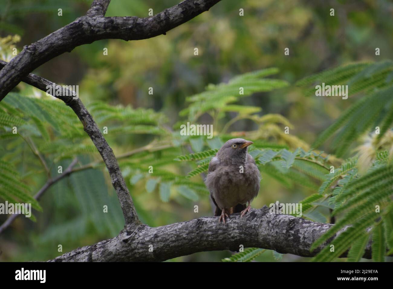 Uccello che riposa su albero ramo giungla babbler ( argya striata ) Foto Stock