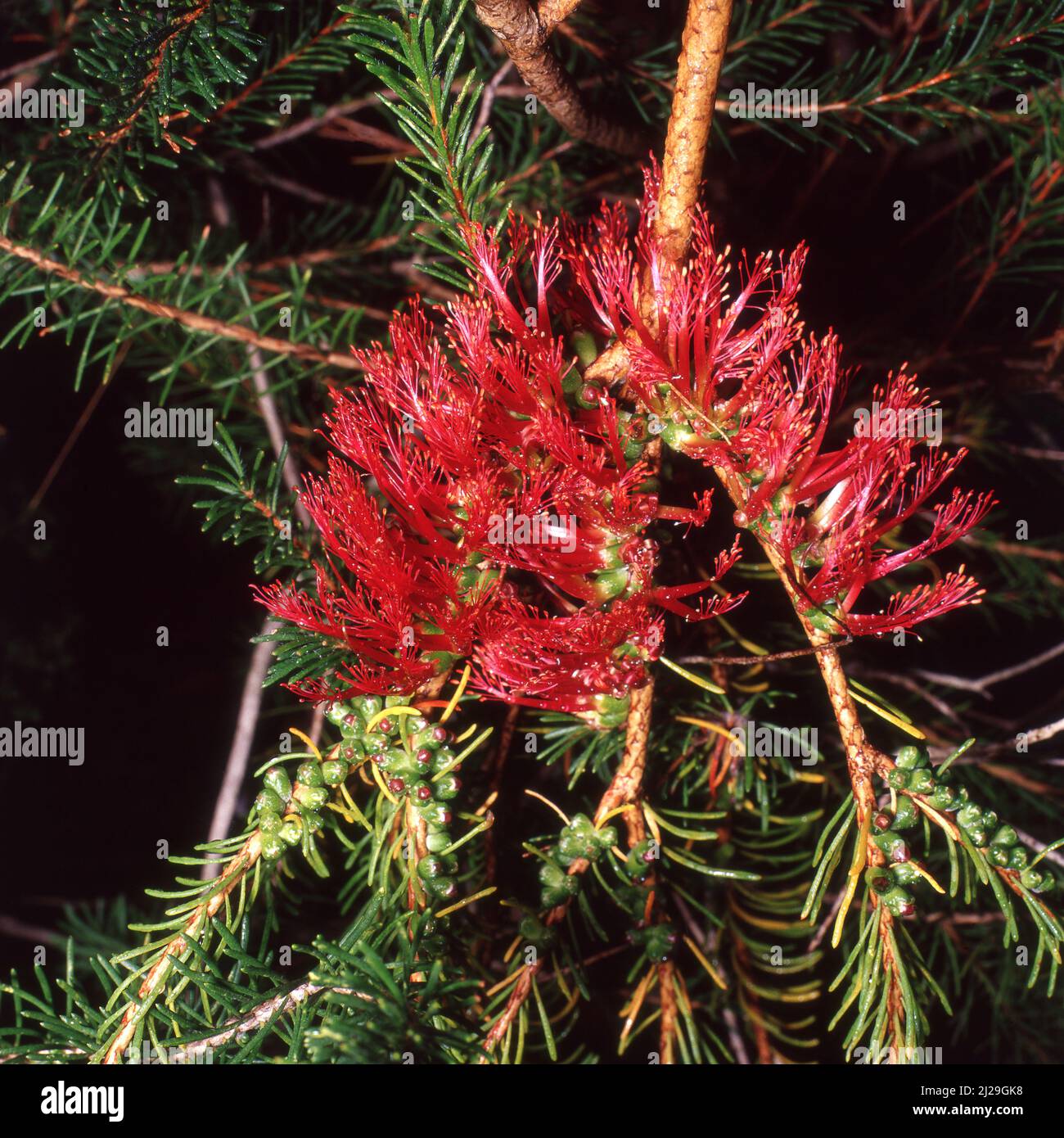 CALOTHAMNUS QUADRIFIDUS A FIORI ROSSI, COMUNEMENTE CONOSCIUTO COME SPazzOLA A BOTTI UNILATERALE O BUSSOLO A RETE COMUNE, NATIVO DELL'AUSTRALIA. Foto Stock