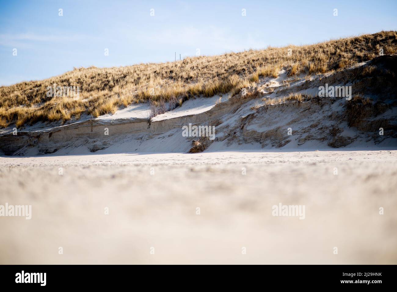 Norderney, Germania. 12th Mar 2022. Il bordo di una duna sulla spiaggia settentrionale dell'isola. Dopo le violente tempeste invernali con tempeste e notevoli perdite di sabbia, lo stato della bassa Sassonia vuole aiutare finanziariamente le isole frisone orientali colpite. Credit: Hauke-Christian Dittrich/dpa/Alamy Live News Foto Stock