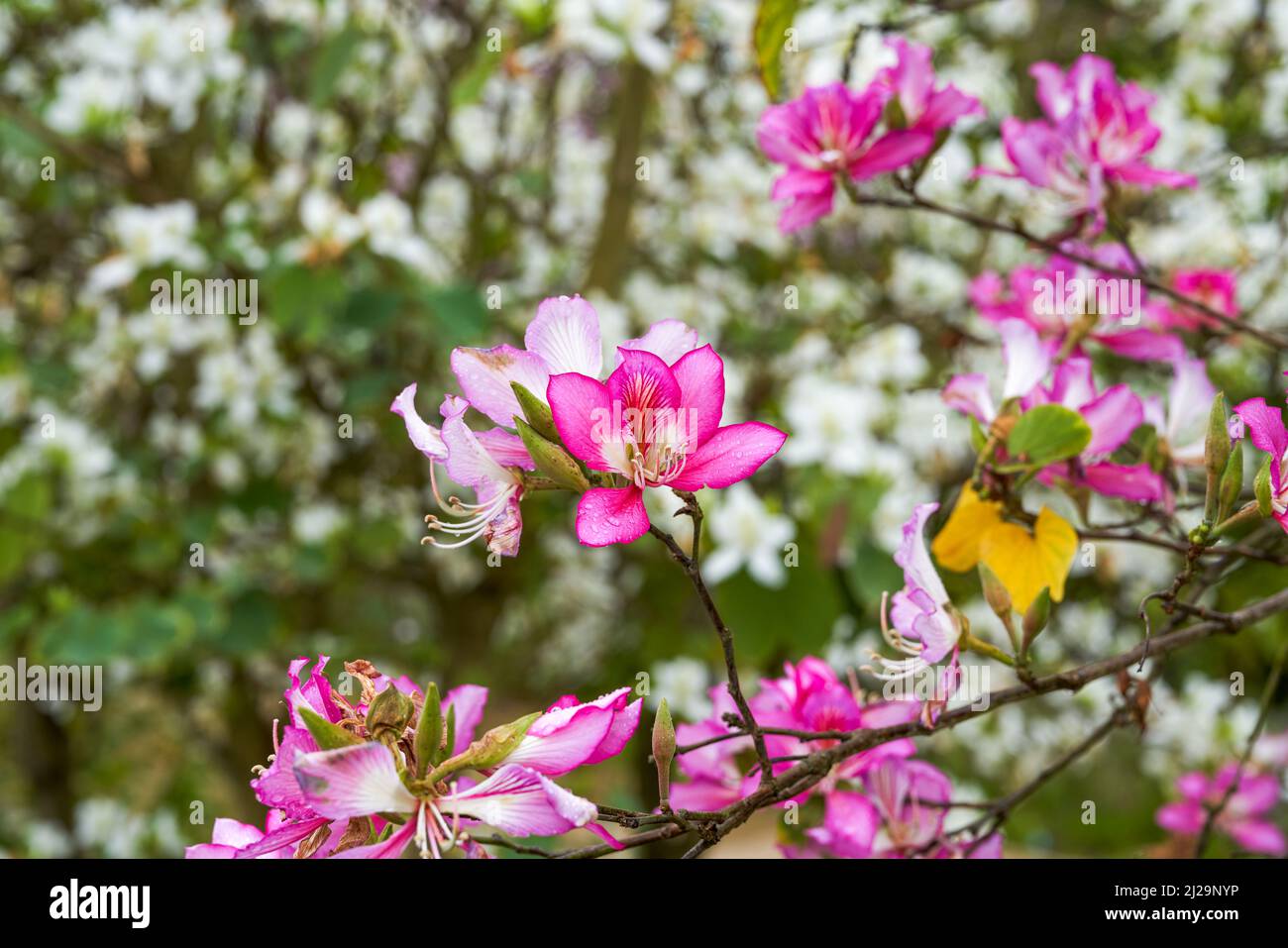 Primo piano di bellissimi fiori Bauhinia in fiore piantati sul lato della strada Foto Stock