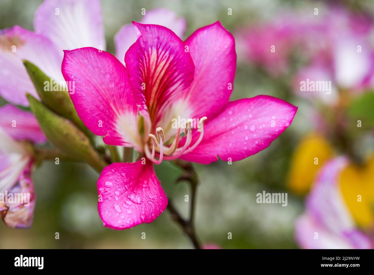 Primo piano di bellissimi fiori Bauhinia in fiore piantati sul lato della strada Foto Stock