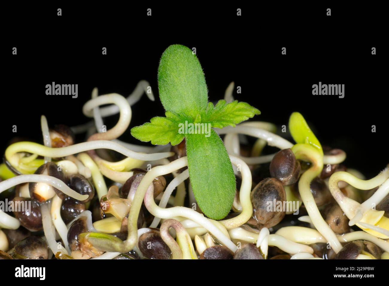 Germogli freschi di canapa (Cannabis sativa), fotografia da studio con sfondo nero Foto Stock