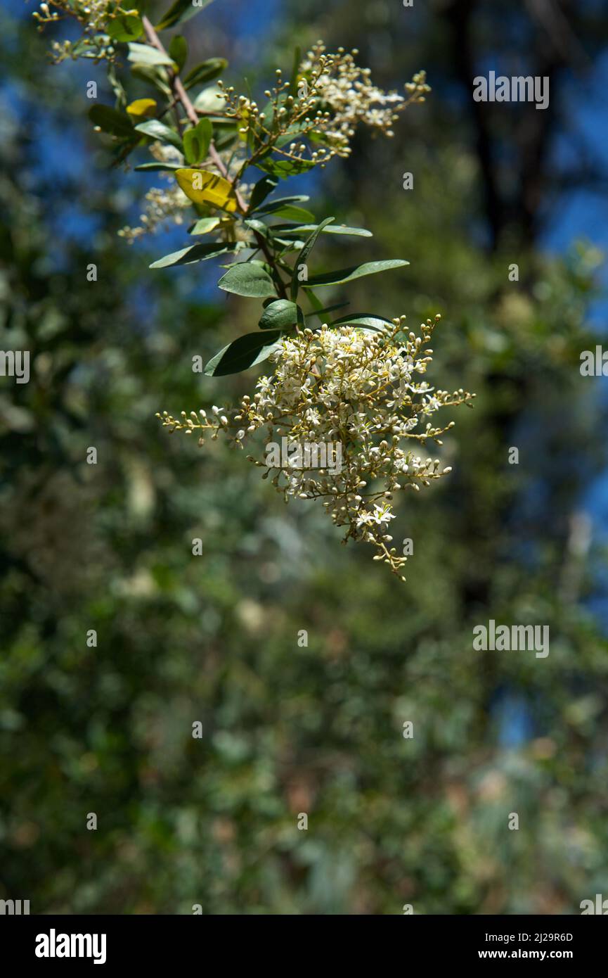 Il torace nero (Bursaria Spinosa) ha un profumo molto piacevole - quando i fiori sono completamente aperti. Baluk Willam Flora Reserve in Belgrave South, Victoria. Foto Stock