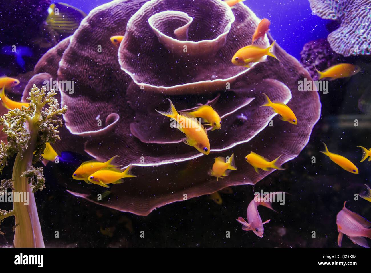 Questi sono abitanti di barriere coralline (un gregge di antie dorate) in acquario. Foto Stock