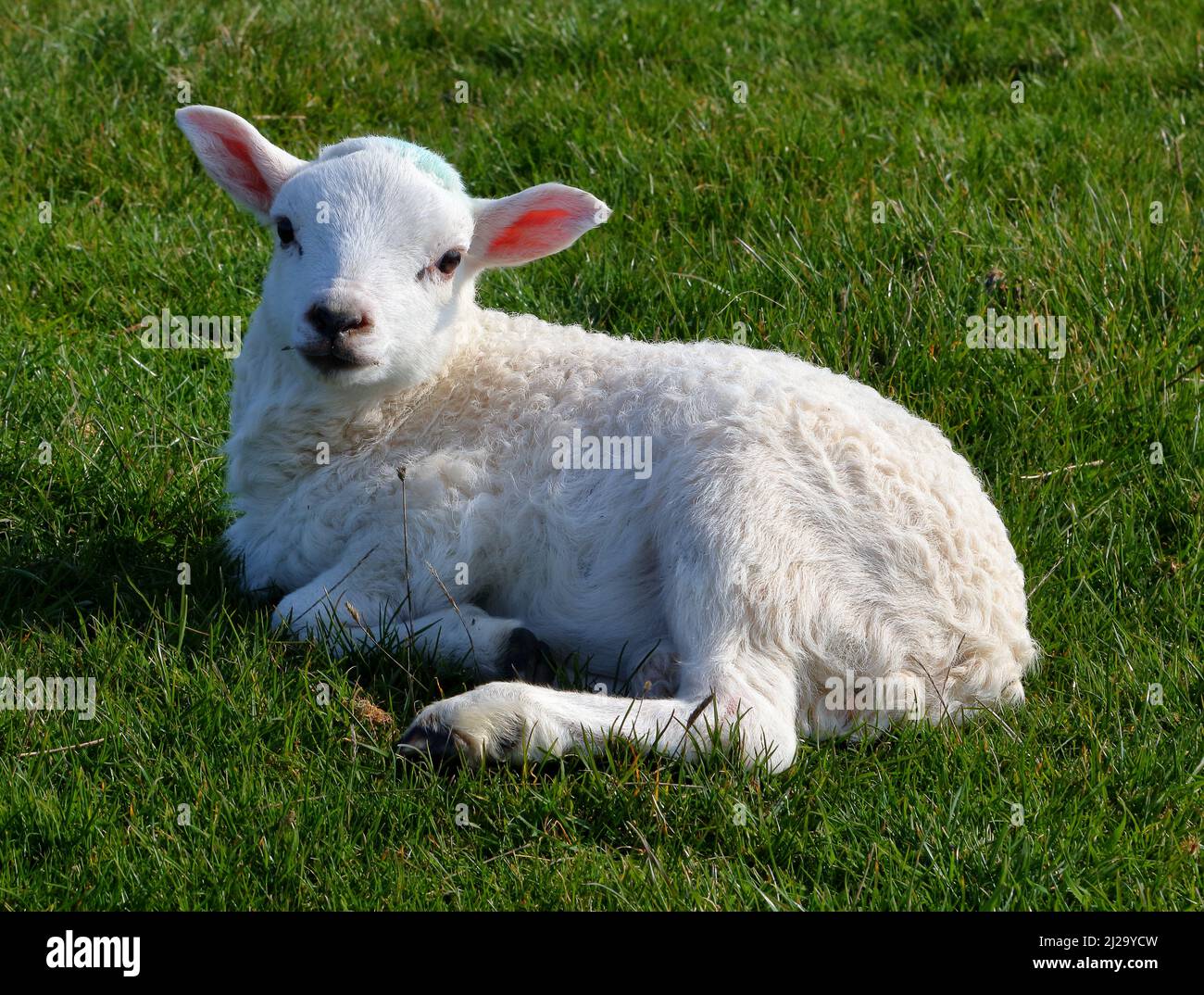 Un agnello abbastanza giovane che guarda sua madre mentre si stende nel calore del sole sembra molto carino e vigile. Foto Stock