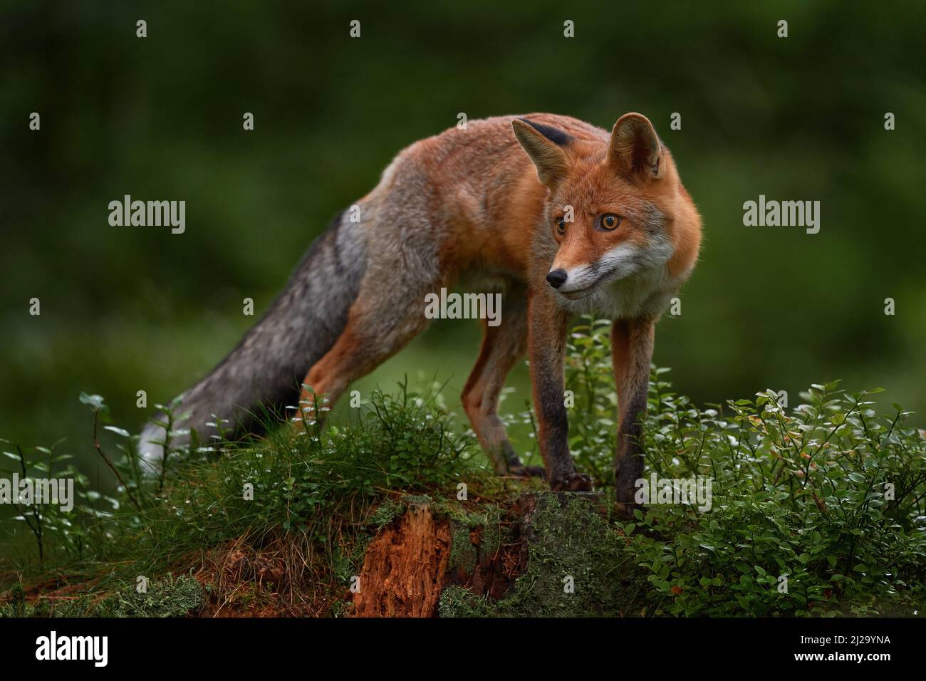 Fauna selvatica natura. Volpe nella foresta verde. Cute Red Fox, Vulpes vulpes, a foresta su pietra mosy. Fauna selvatica scena dalla natura. Animale in habitat naturale. ANI Foto Stock